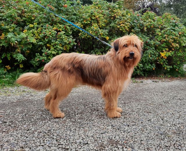 Runa von der Villa Kunterbunt Hund
