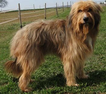 Jeffrey vom Grafenschloss Hund