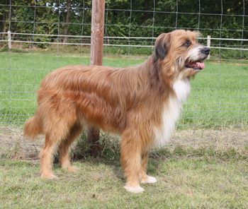 Lobo-Bootsmann vom Stüvenest Hund