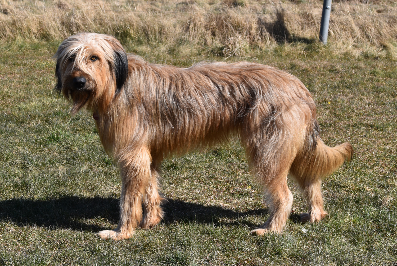 Ursina (Kira) von der Apfelwiese Hund