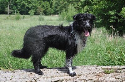 O Lara vom Wibbelstätzje Hund