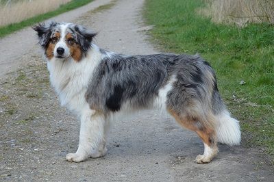Sunnycreeks Lilleblom Pina Hund
