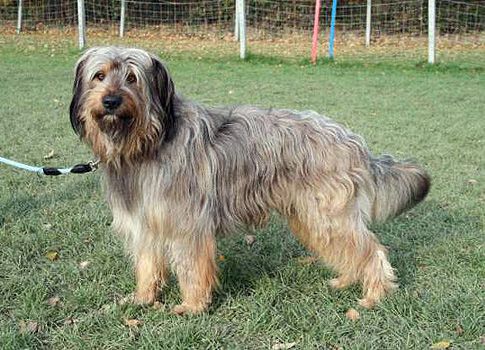 Hotzenplotz (Hennes) vom Dänischen Wohld Hund