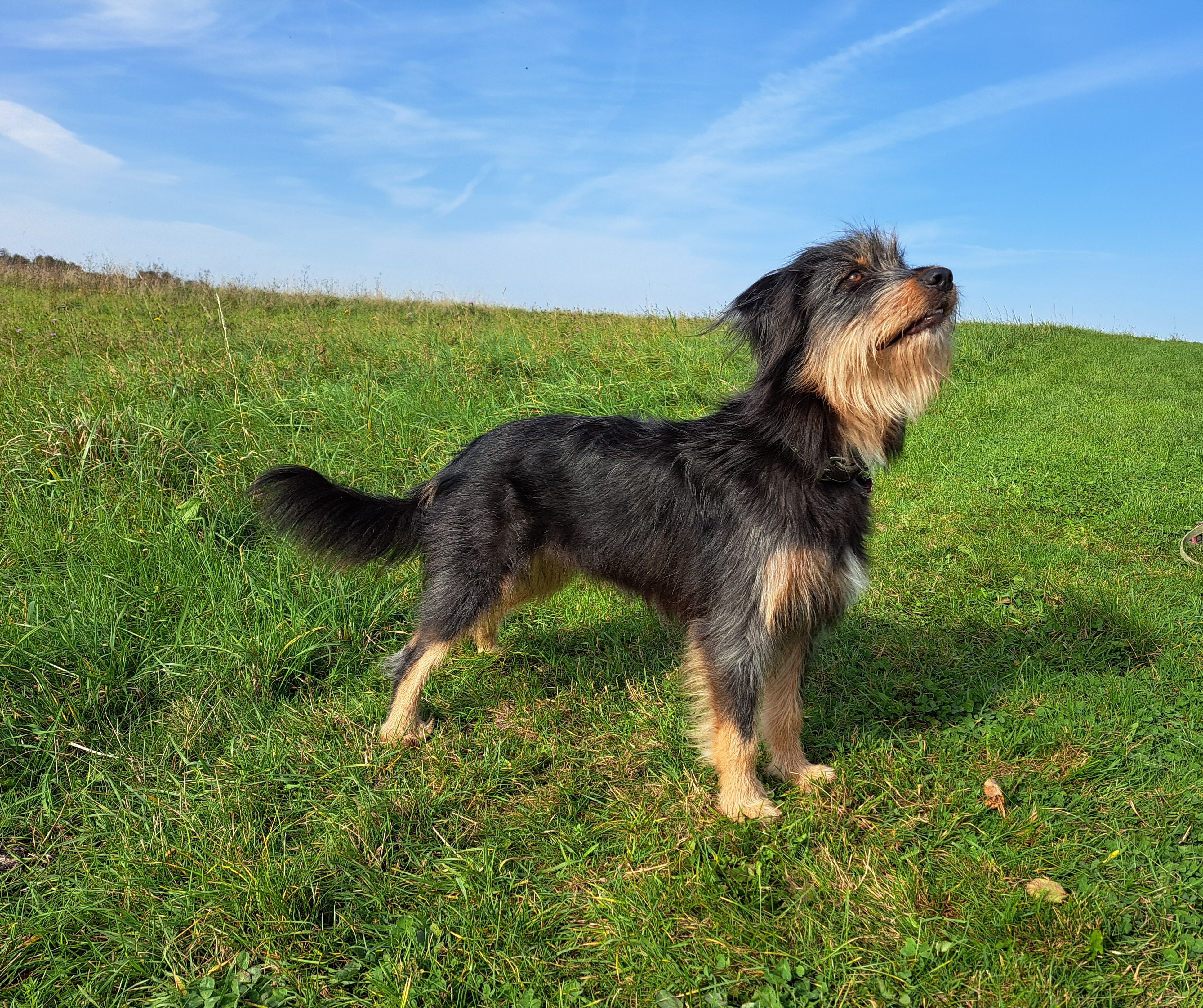 Vanadis vom Grafenschloss Hund