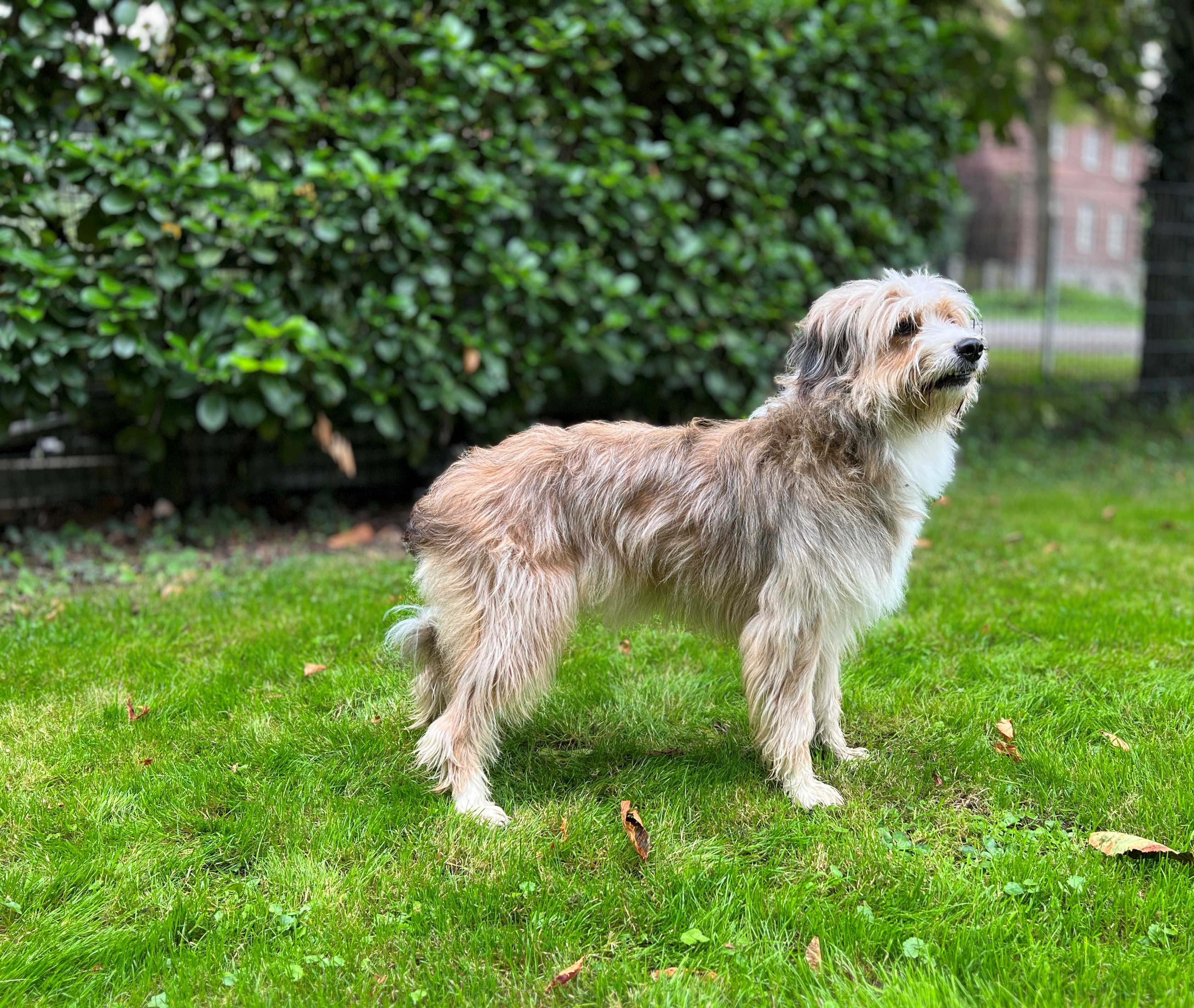 Verona (Momo) vom alten Kotten Hund