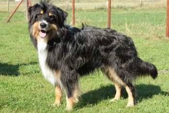 Kani (Kolja) von der Villa Kunterbunt Hund