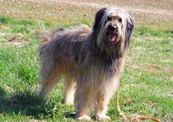 Jamo (Einstein) vom Fürstenland Hund